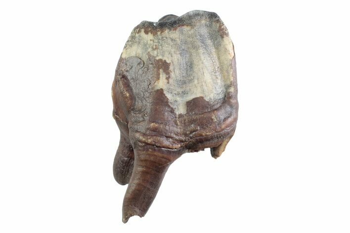 Fossil Woolly Rhino (Coelodonta) Tooth - Siberia #370965